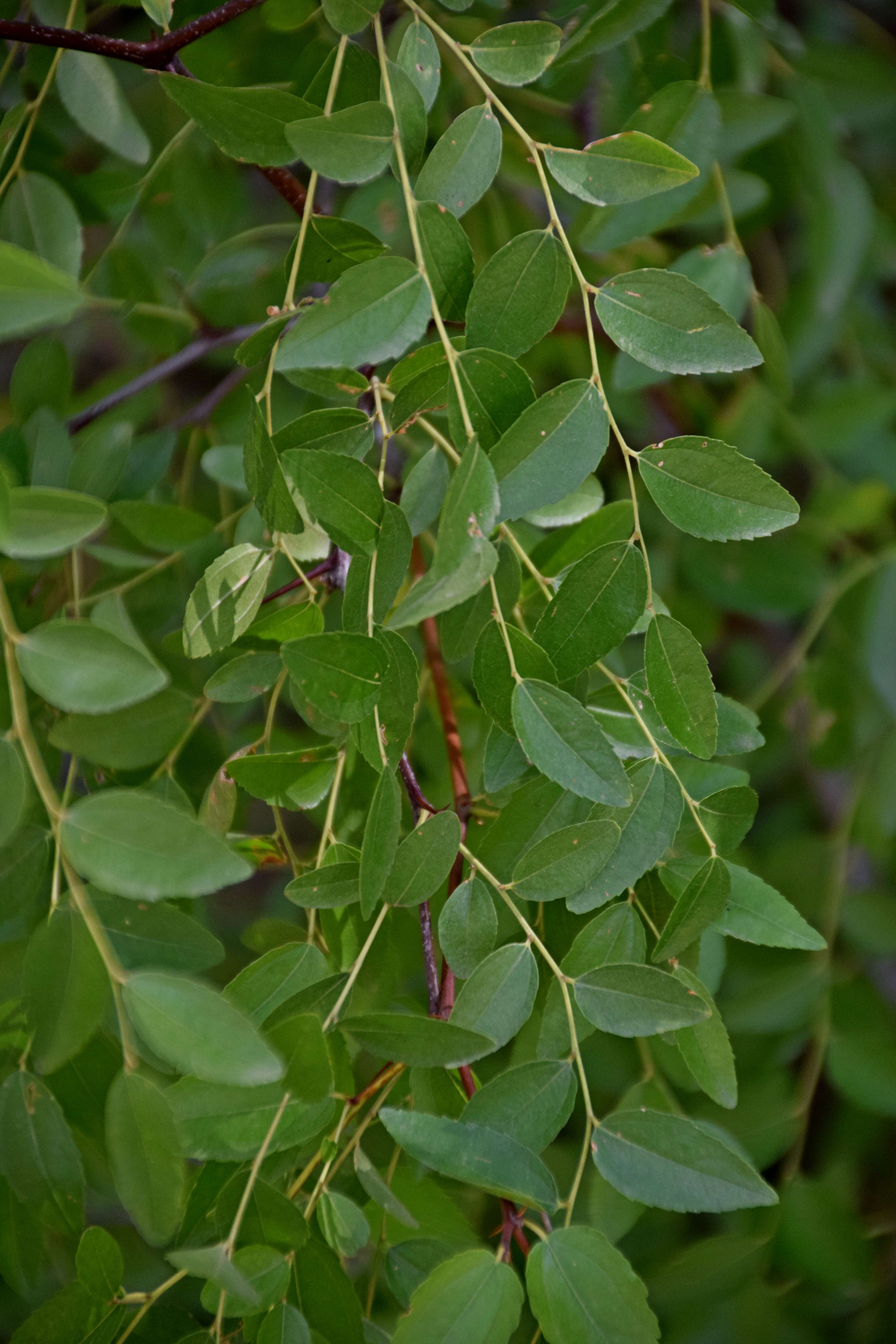 Plancia ëd Ziziphus lotus (L.) Lam.