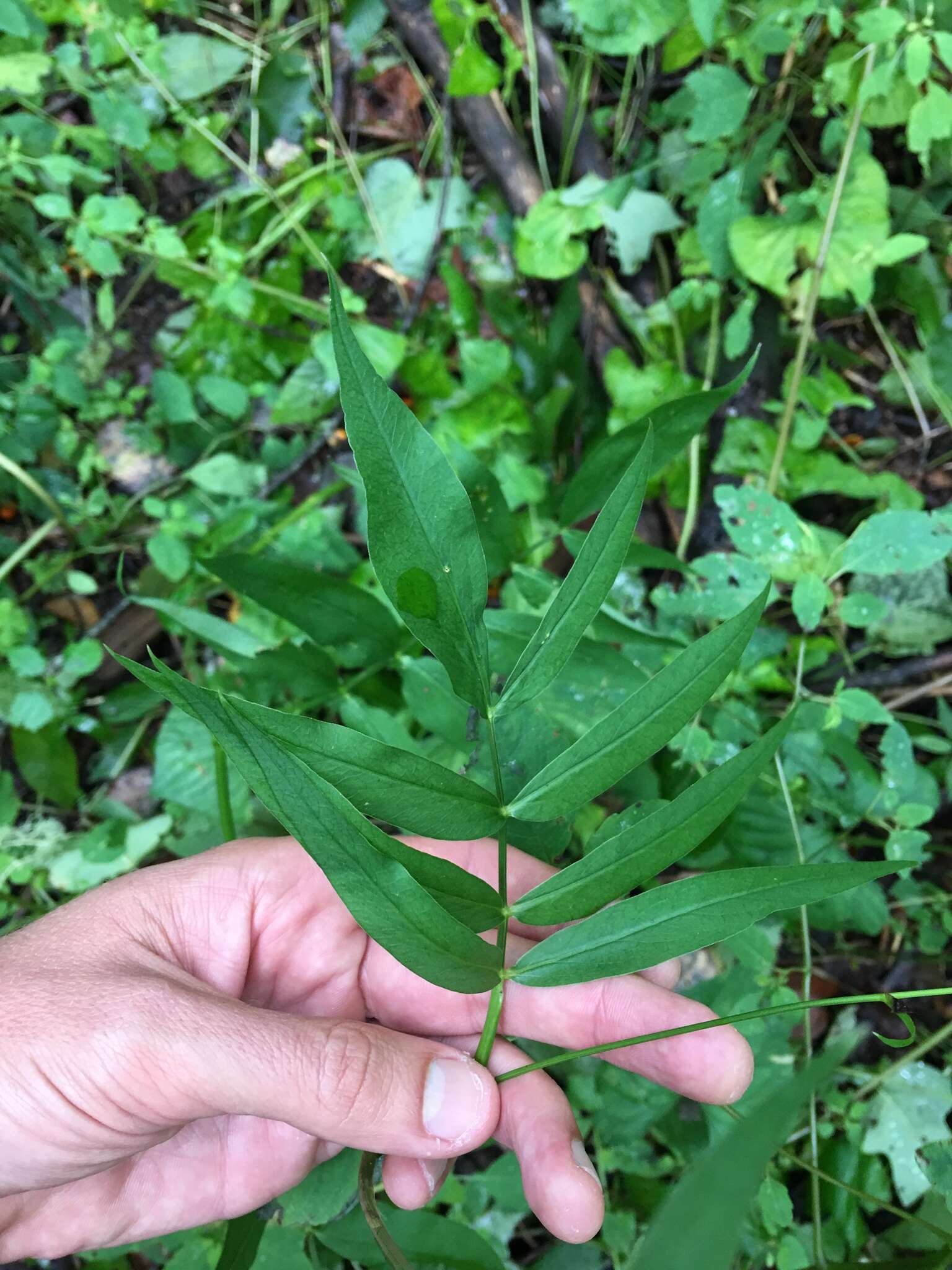 Image of stiff cowbane