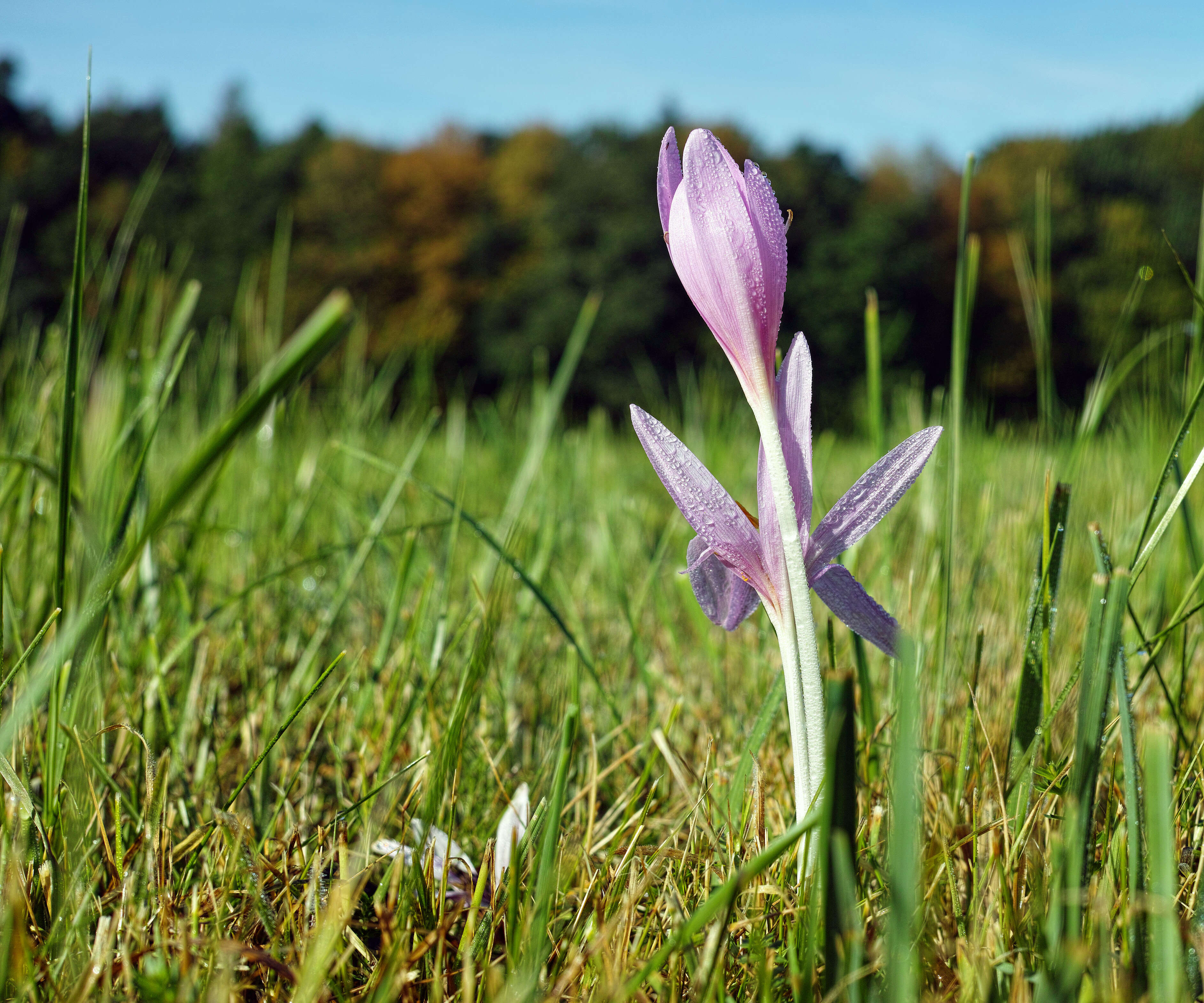 Image of Autumn crocus