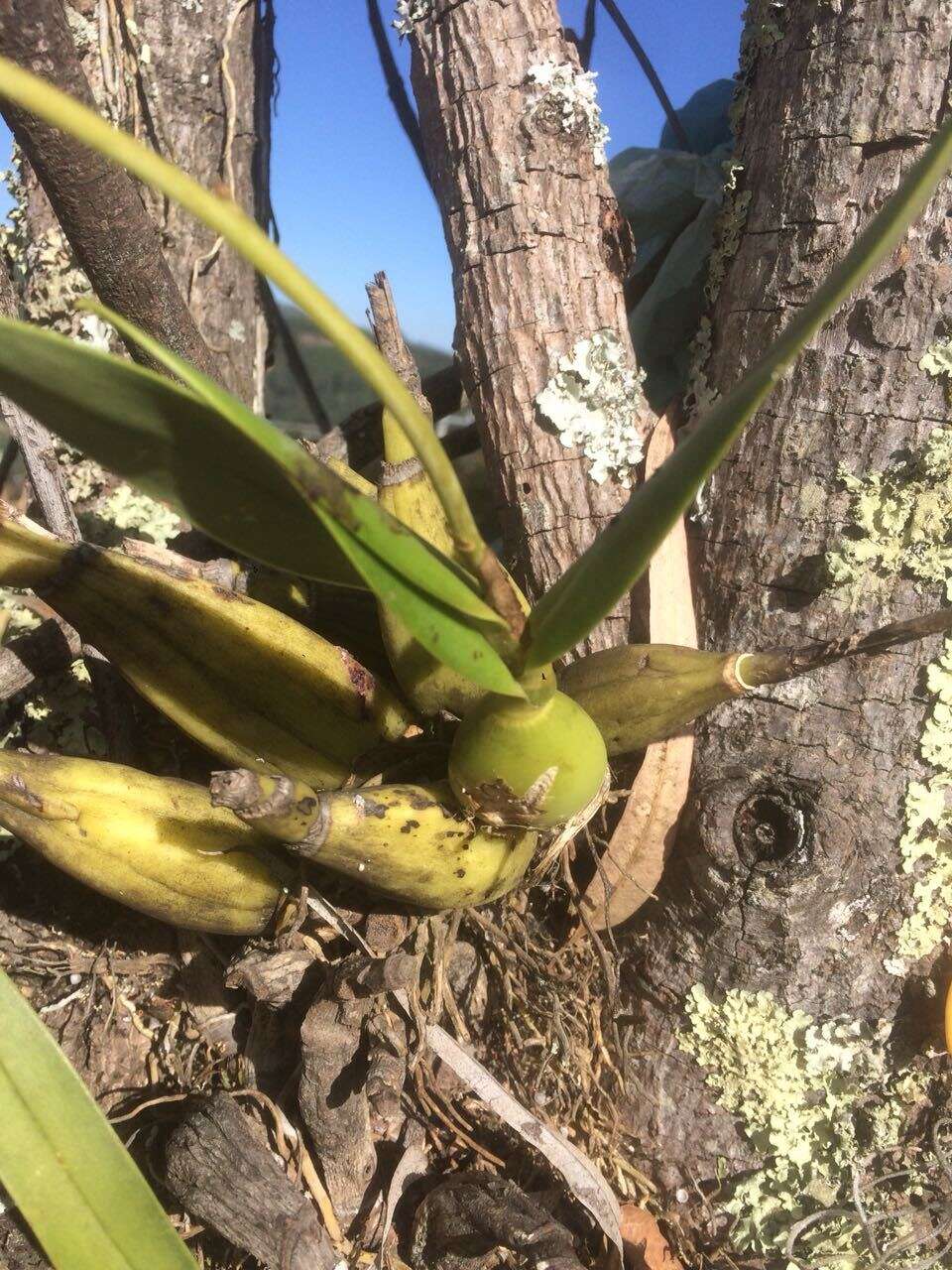 Plancia ëd Prosthechea bicamerata (Rchb. fil.) W. E. Higgins