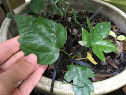 صورة Fatsia