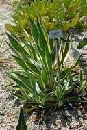 Image of American Aloe