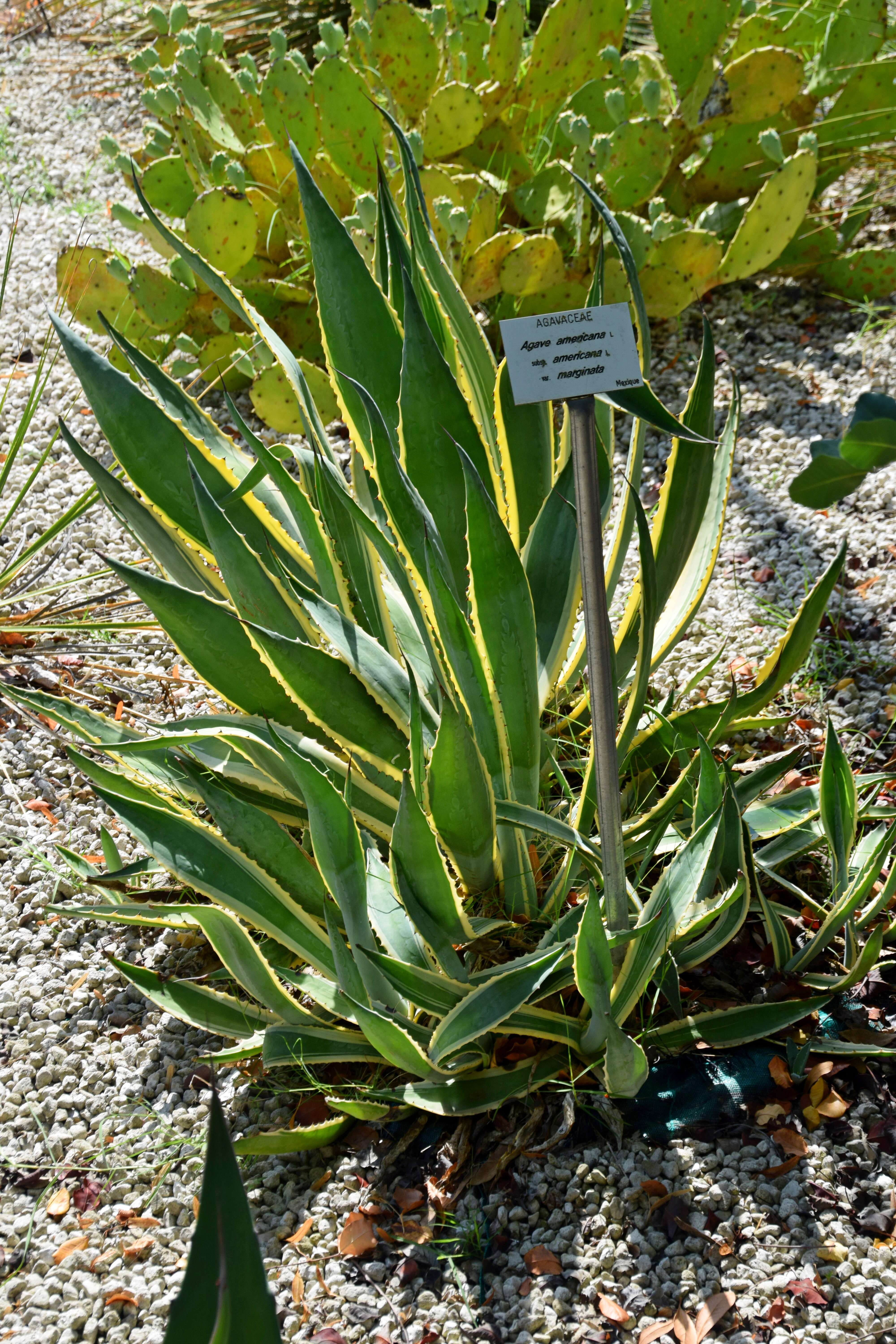 Image of American Aloe