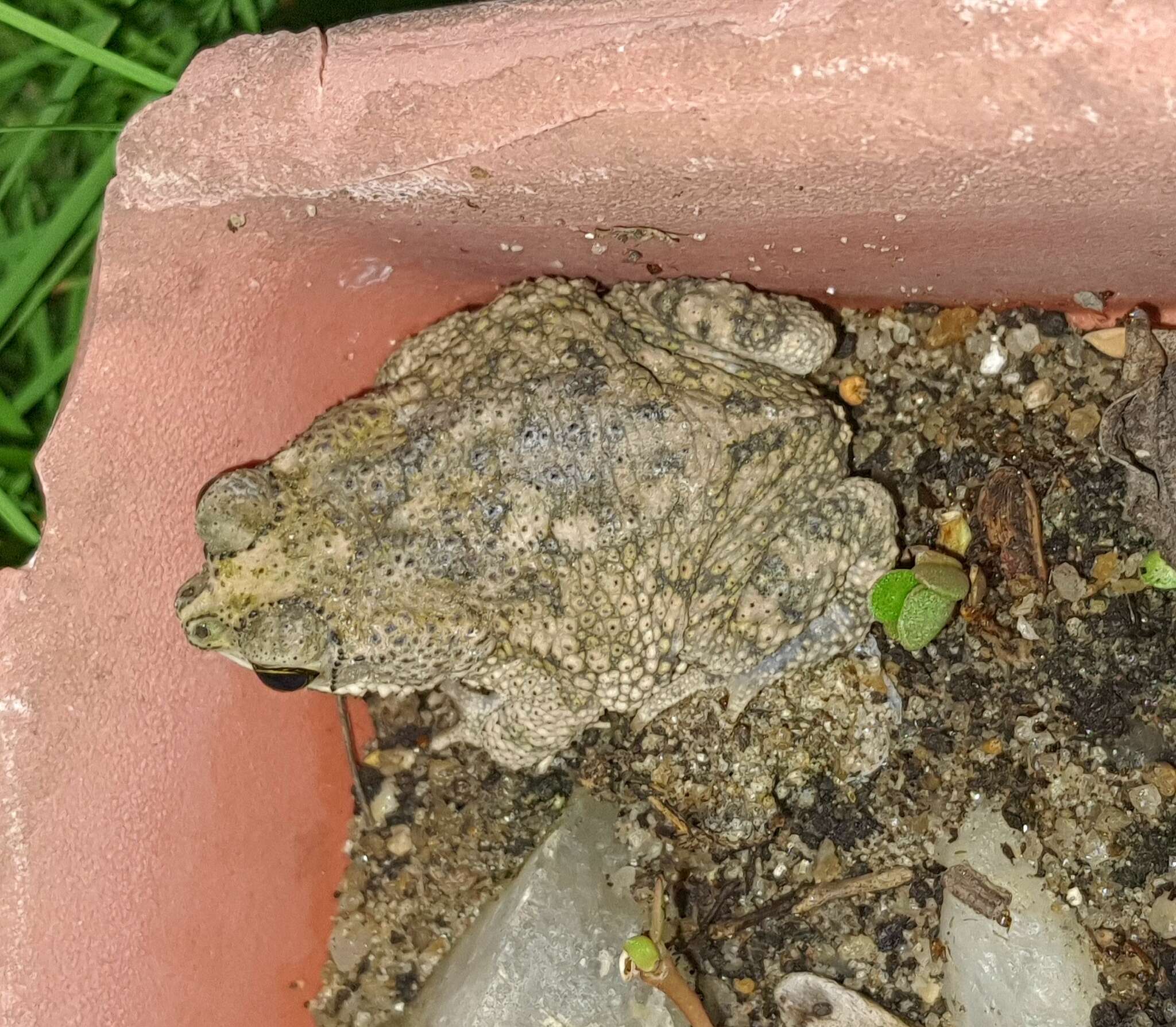 Image of Common Lesser Toad