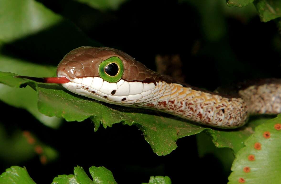 Image of Dispholidus typus typus (A. Smith 1828)