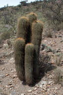 Imagem de Echinopsis tarijensis (Vaupel) H. Friedrich & G. D. Rowley