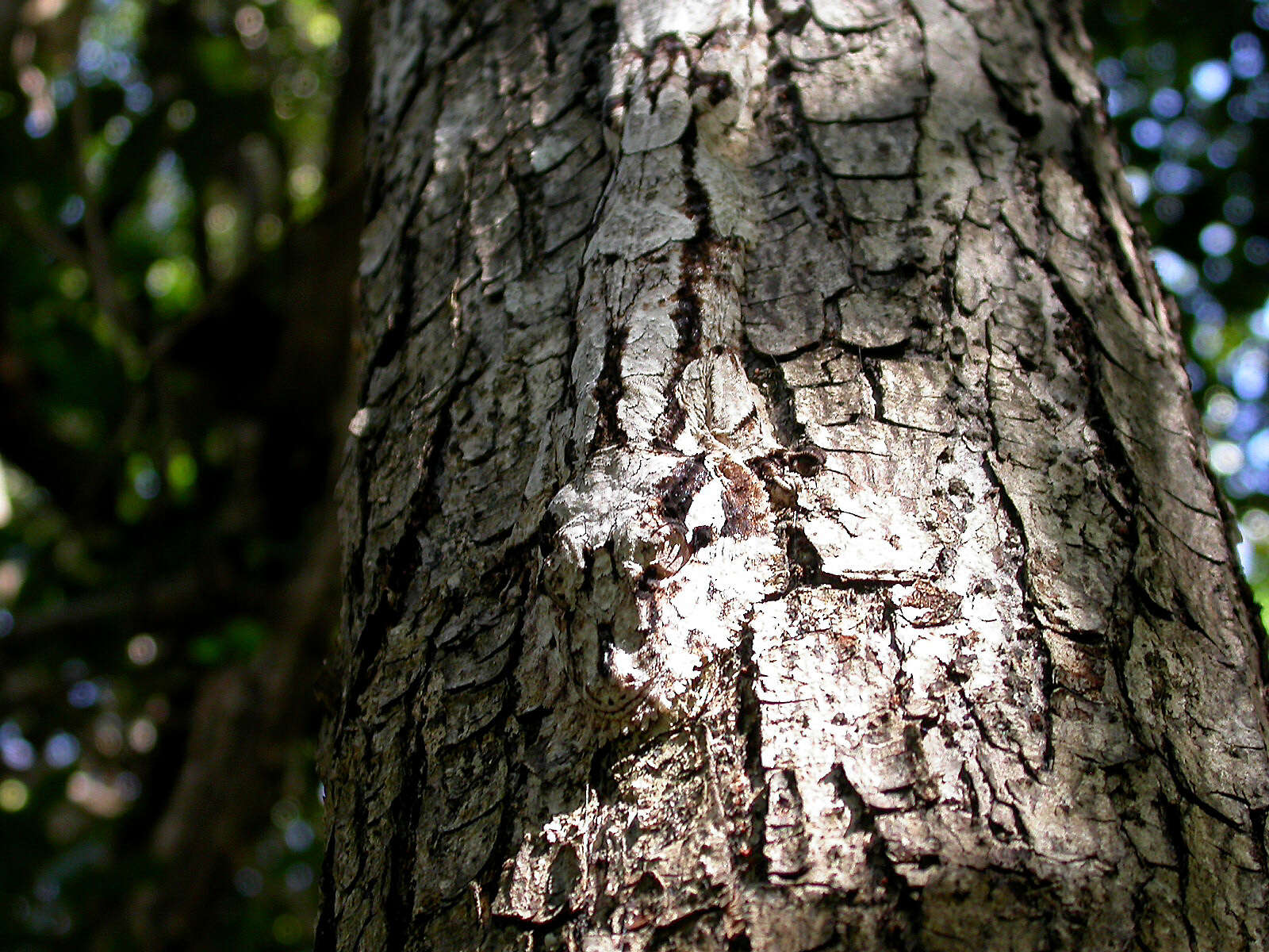 Image of Southern Flat-tail Gecko