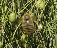 Plancia ëd Xylocopa calens Lepeletier 1841