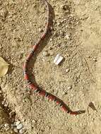 Image of Santander Coral Snake