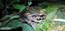 Image of Leptodactylus peritoaktites Heyer 2005