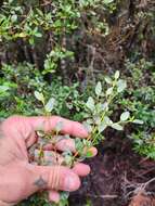 Image of Eucryphia milliganii J. D. Hook.