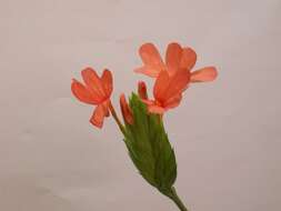 Imagem de Crossandra infundibuliformis (L.) Nees