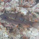 Image of Cardinalfish