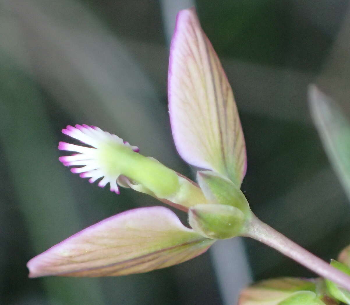 Image de Polygala triquetra Presl