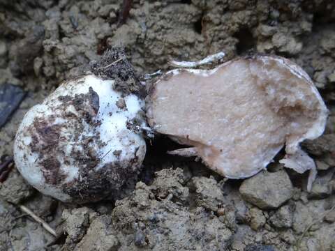 Image of Blushing Beard Truffle