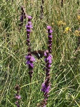 Image of Heller's blazing star