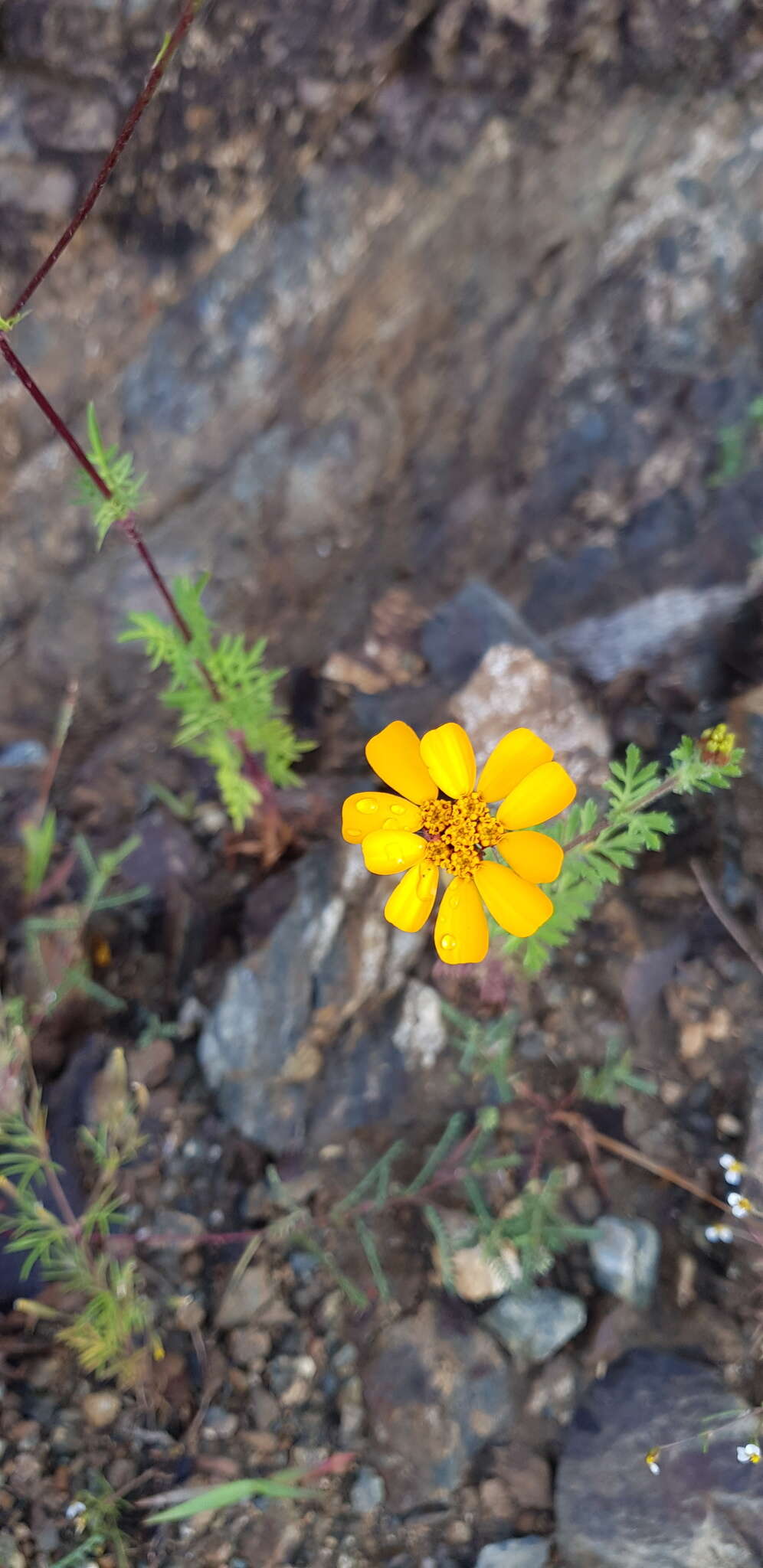 Image of Dyssodia decipiens (Bartl.) M. C. Johnston