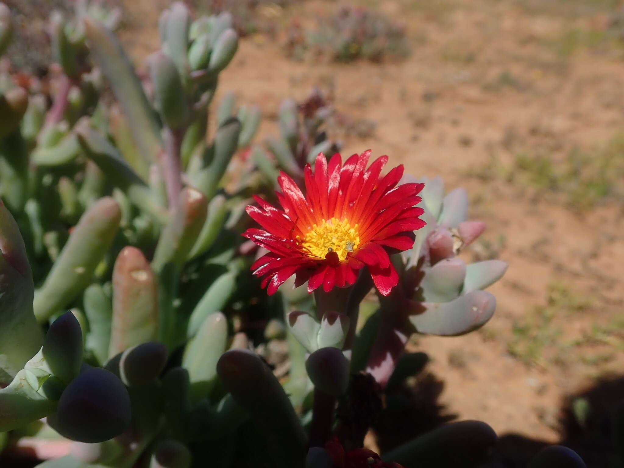 Image of Malephora purpureocrocea (Haw.) Schwant.