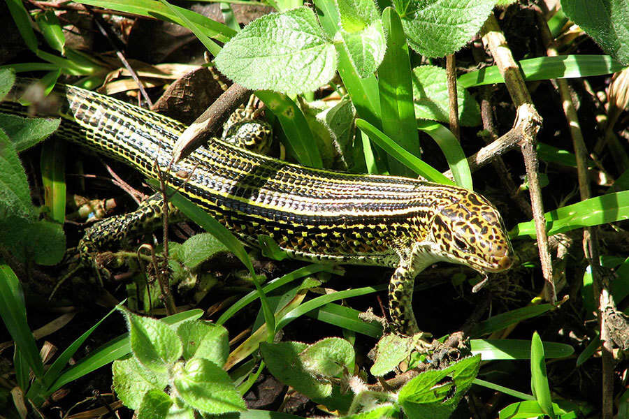 Image of Ornate Girdled Lizard