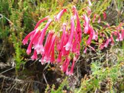 Imagem de <i>Erica <i>curviflora</i></i> var. curviflora