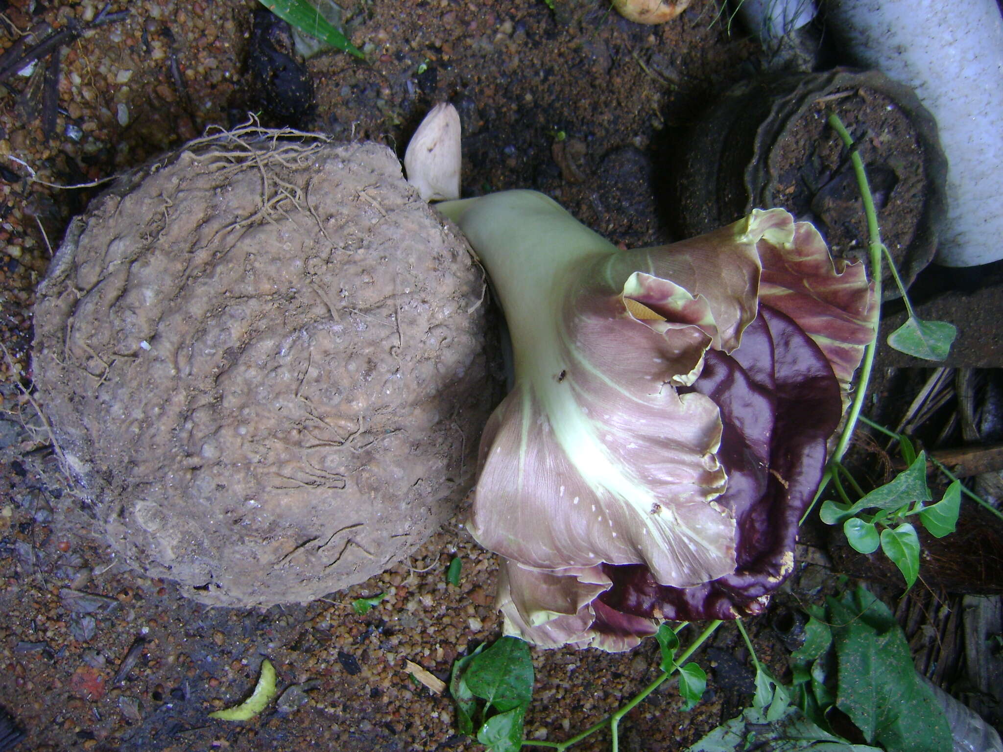 Amorphophallus paeoniifolius (Dennst.) Nicolson resmi