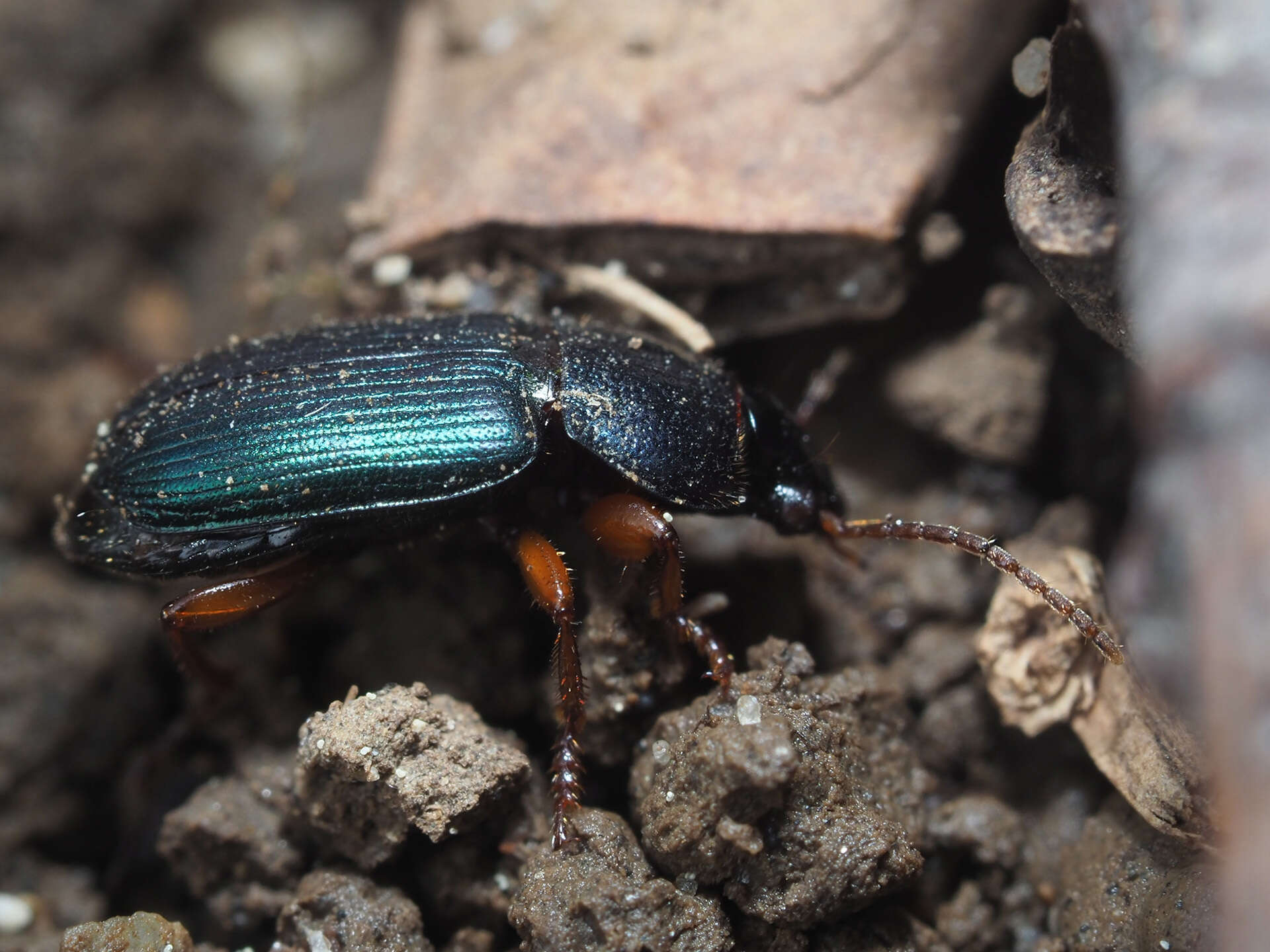 Plancia ëd Ophonus (Hesperophonus) azureus (Fabricius 1775)