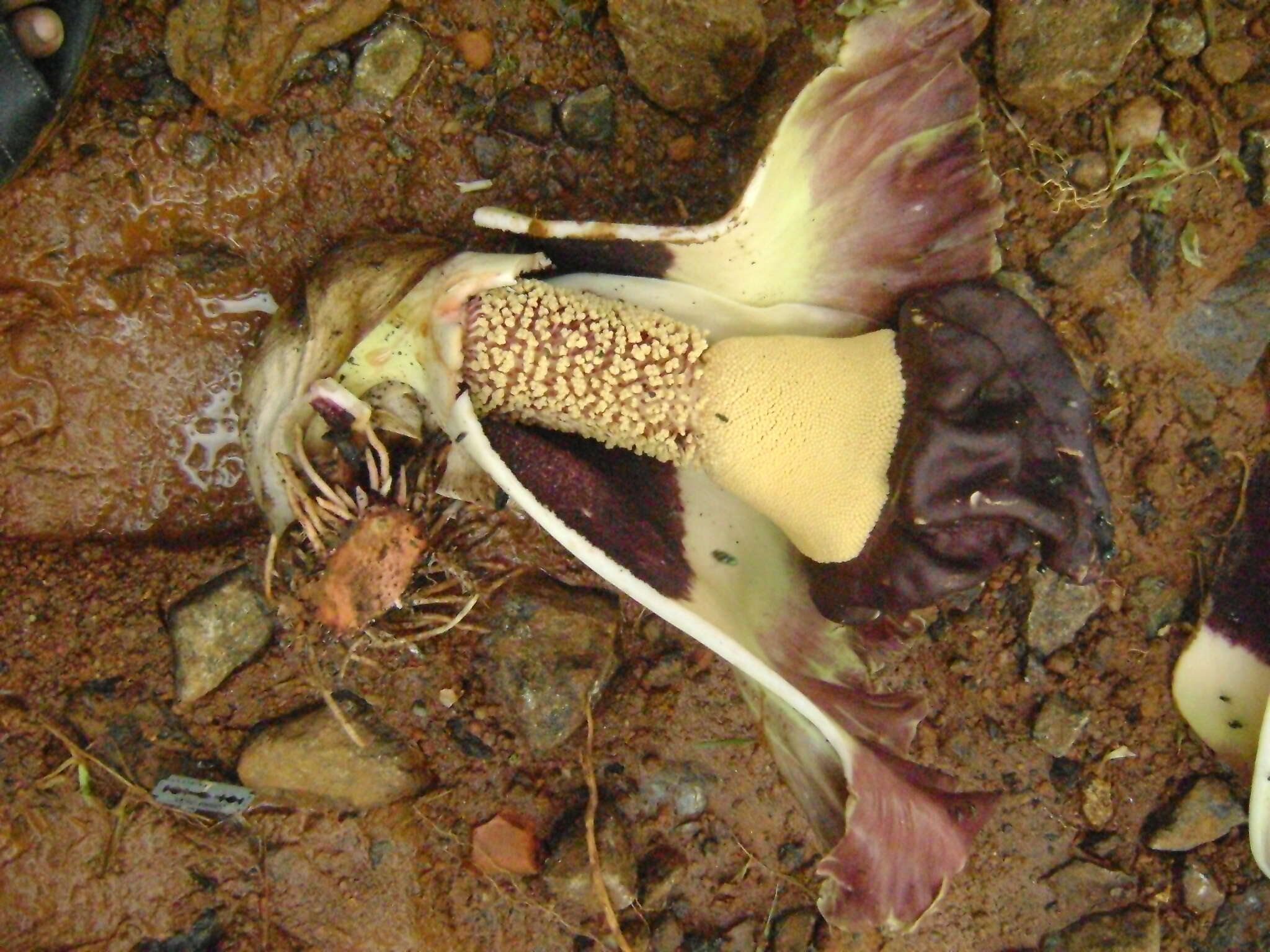 Amorphophallus paeoniifolius (Dennst.) Nicolson resmi