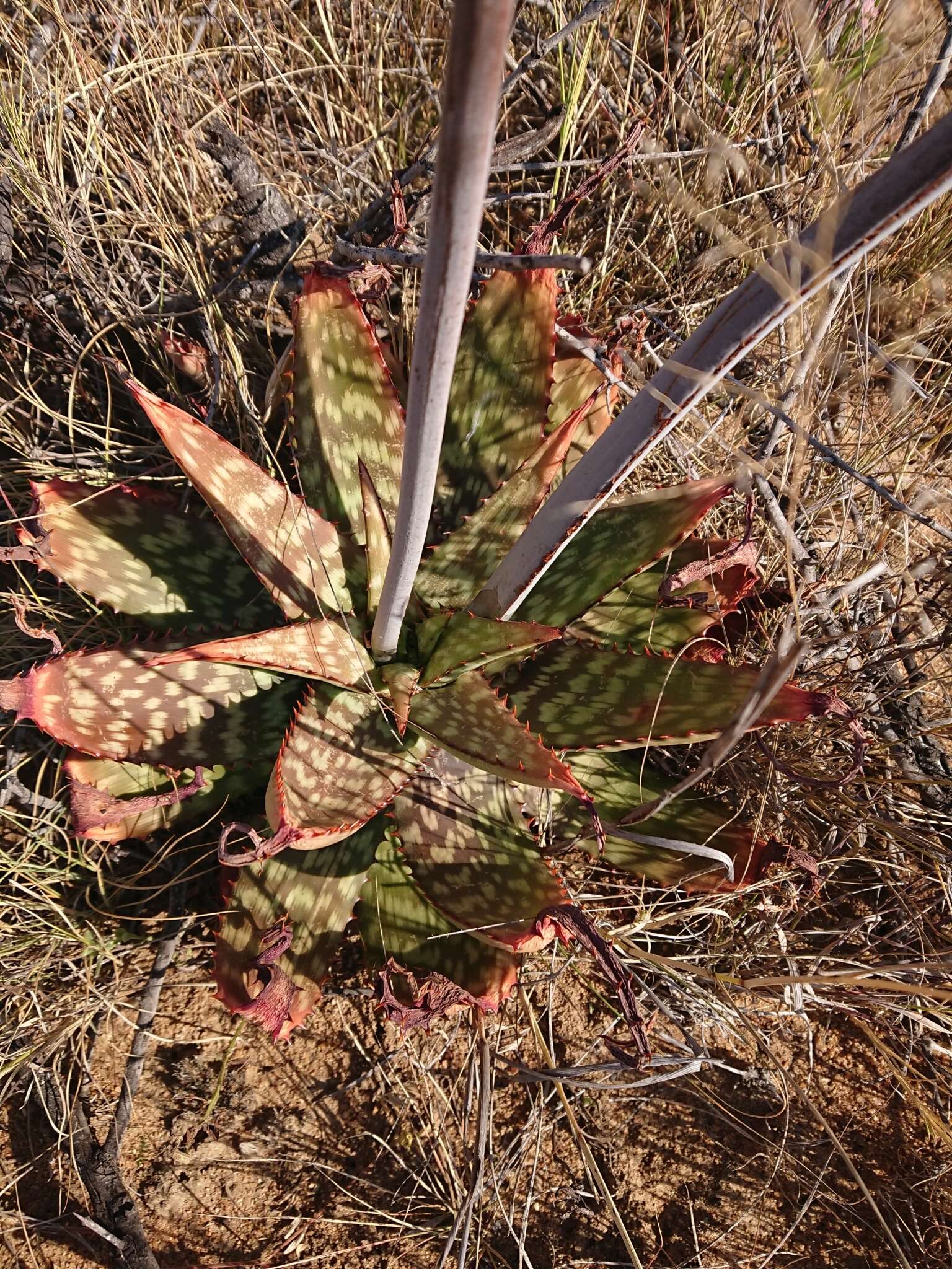 Image of Aloe greatheadii Schönland