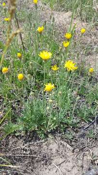 Image of Crepis crocea (Lam.) Babc.