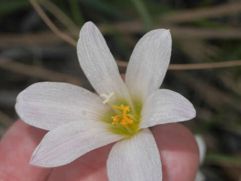 Imagem de Zephyranthes mesochloa Herb. ex Lindl.