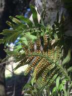 Polypodium cambricum L.的圖片