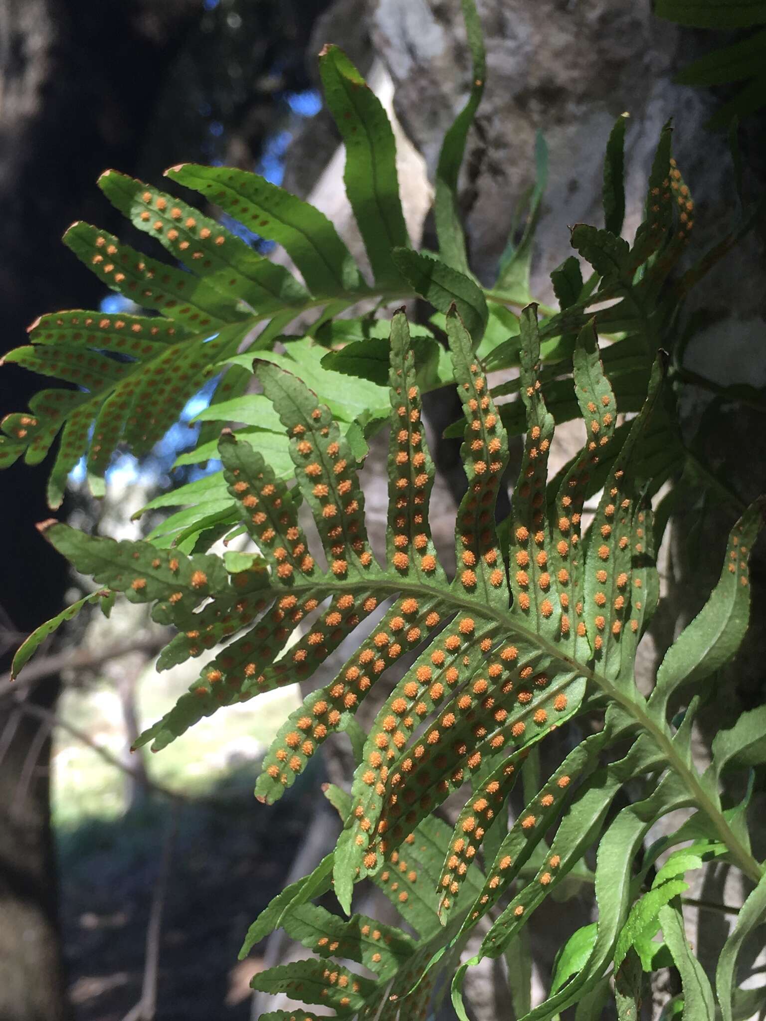 Polypodium cambricum L.的圖片