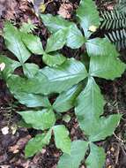 Arisaema ringens (Thunb.) Schott的圖片