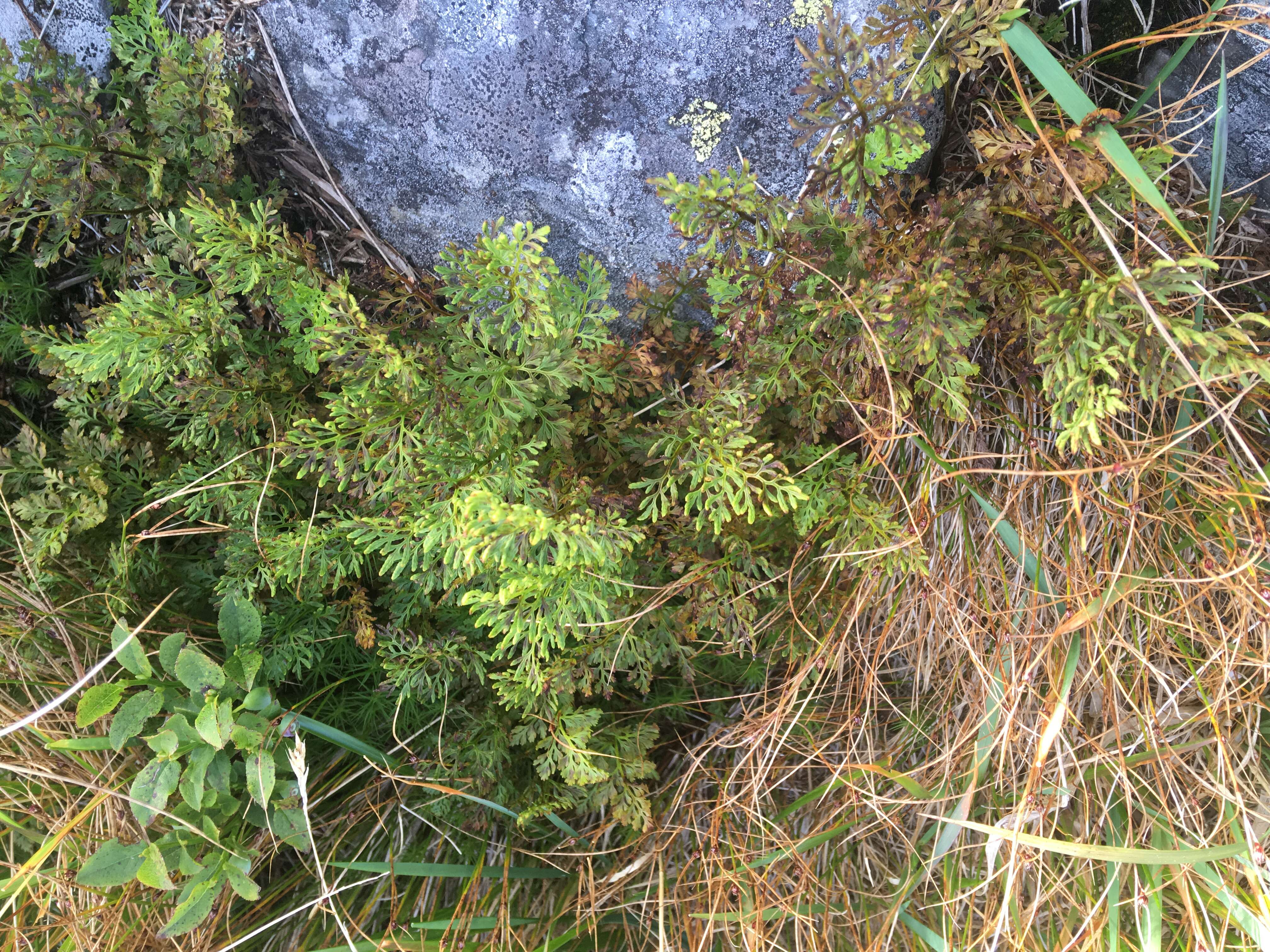 Image of parsley fern