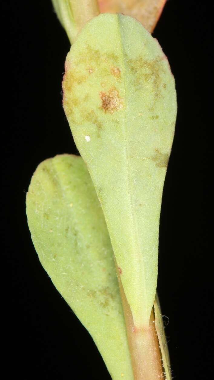 Image of Texas spurge