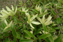 Image of Clematis forsteri J. F. Gmel.