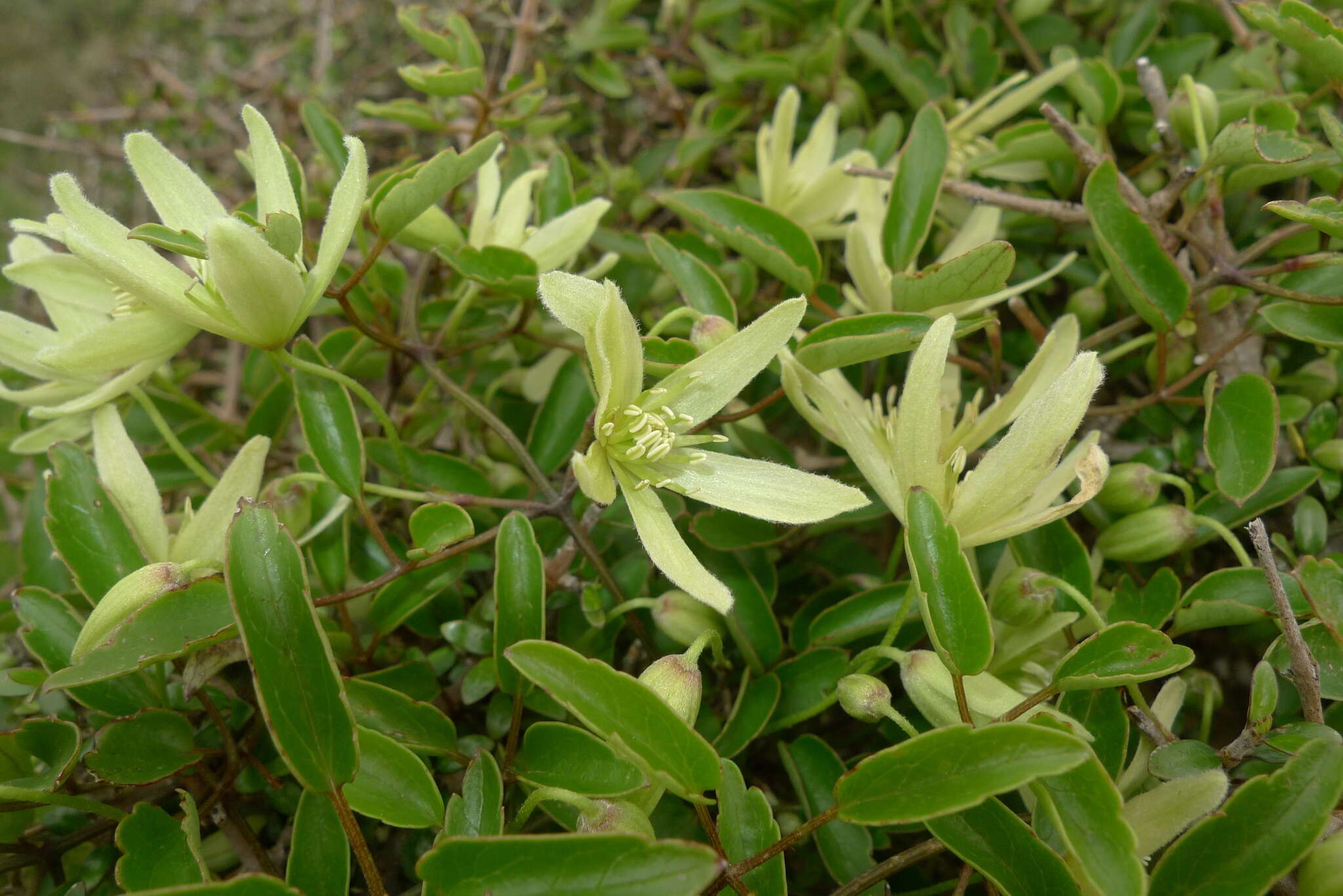 صورة Clematis forsteri J. F. Gmel.