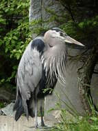 Image of Great Blue Heron