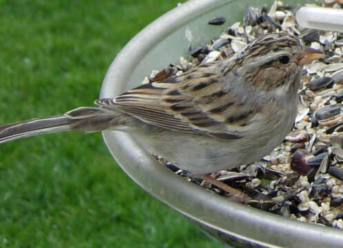 Image of Clay-colored Sparrow