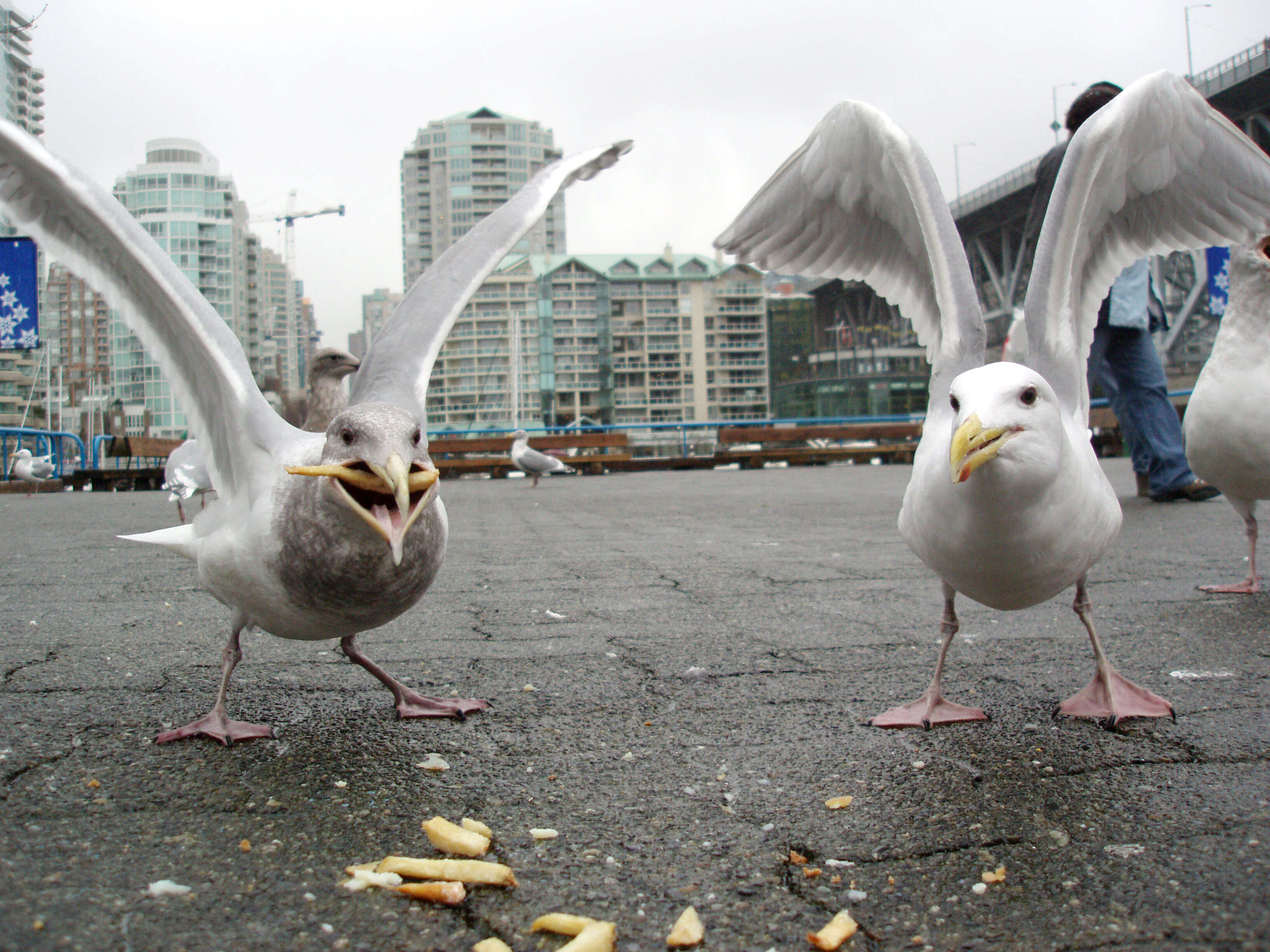 Image of Glaucous-winged Gull