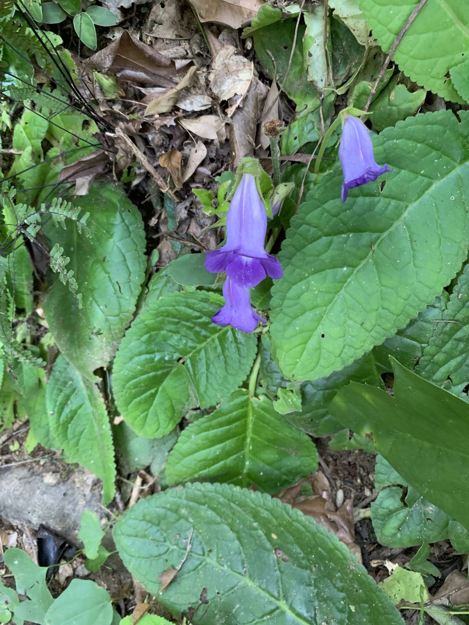 Image of florist's gloxinia