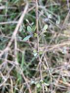 Слика од Olearia adenocarpa Molloy & Heenan