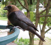 Image of Brown-headed Cowbird