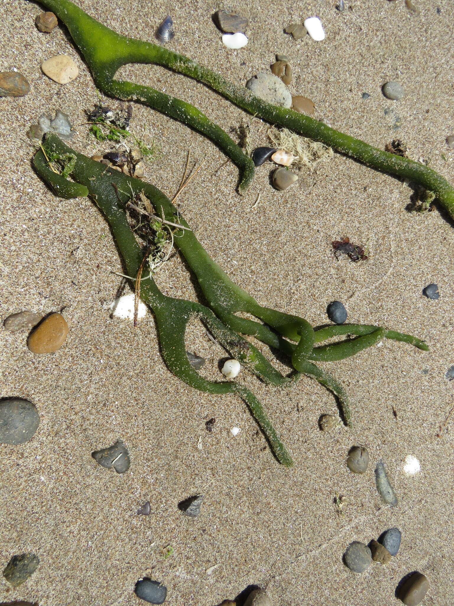 Image de Codium decorticatum