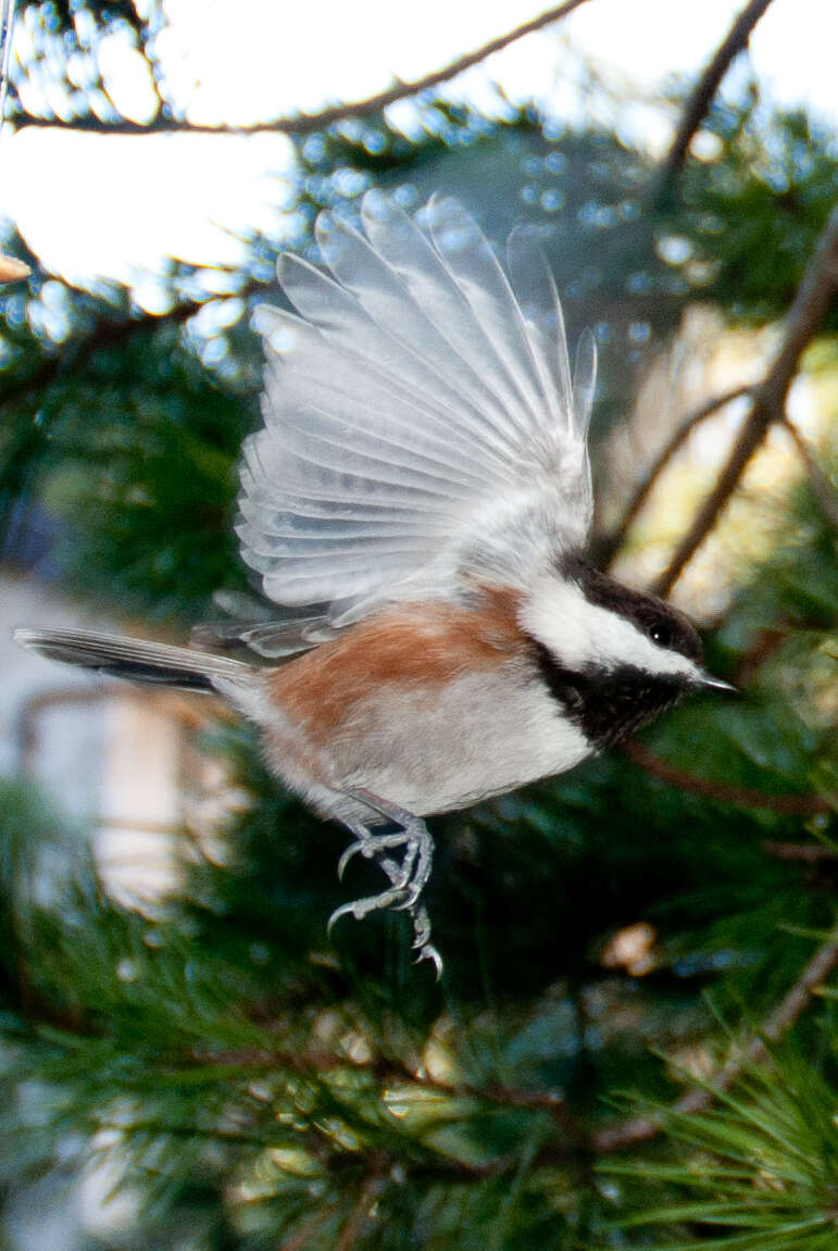 Image of Chestnut-backed Chickadee