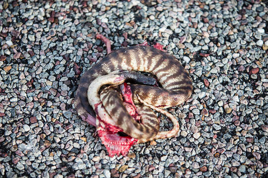 Image of Black-headed Python