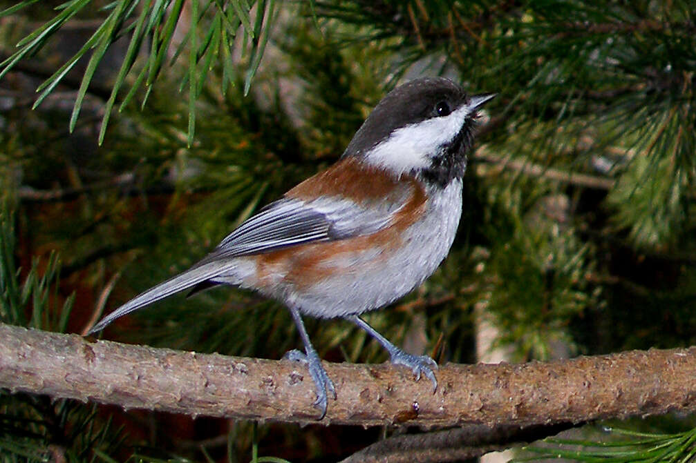 Image of Chestnut-backed Chickadee