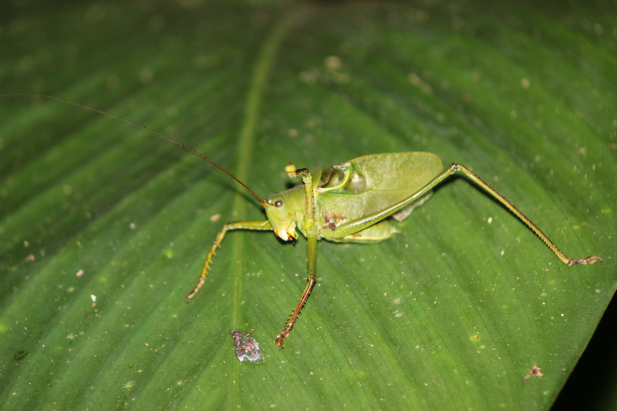 Image of Megatympanon speculatum Piza Jr. 1958