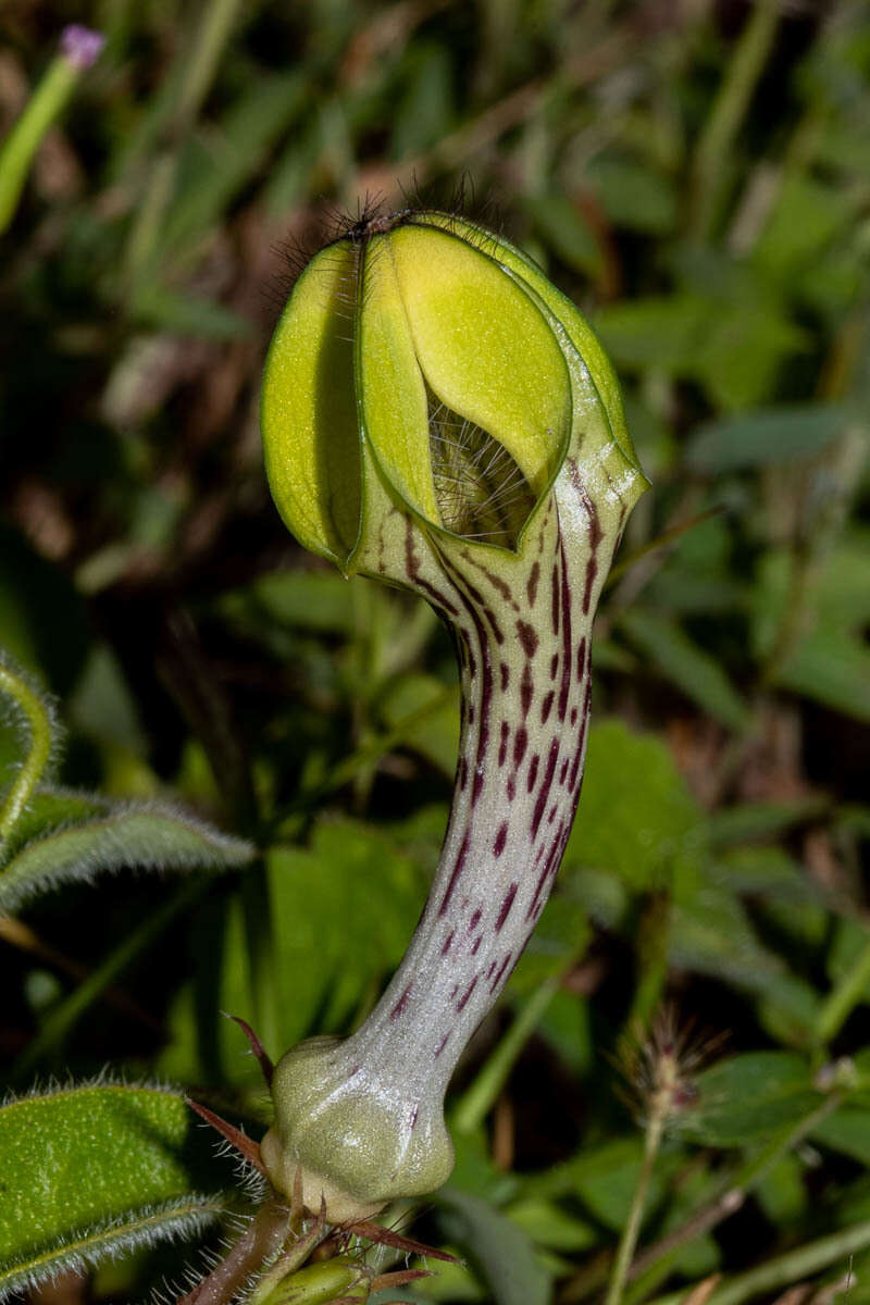 صورة Ceropegia hirsuta Wight & Arn.