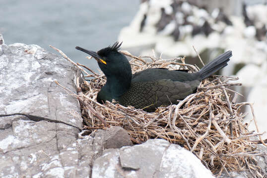 Image of European Shag